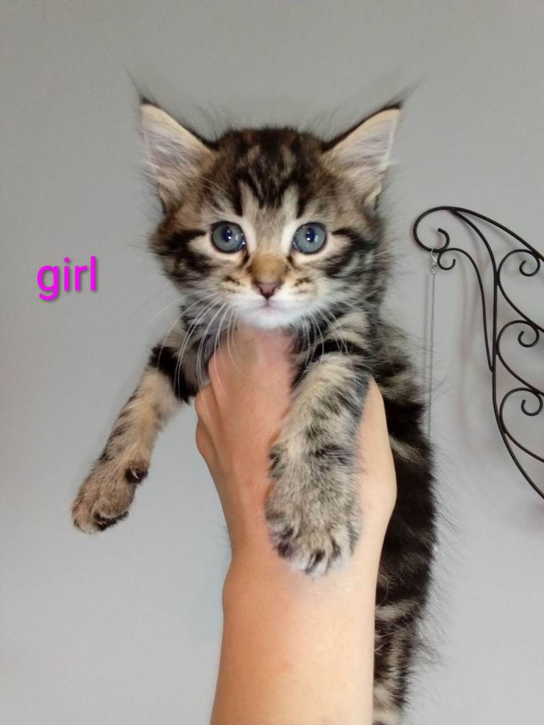 5 Fluffy ragdoll x Tabby Kittens
