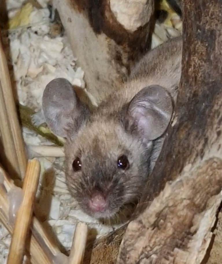 Fancy Mice Ready Now