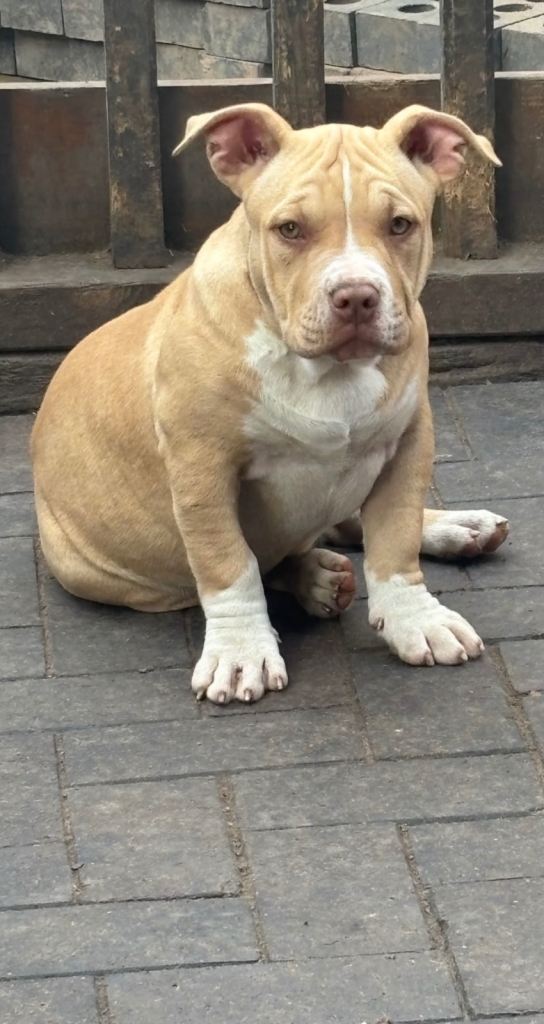 ABKC American pocket bully’s 