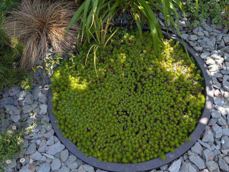 Pond weed