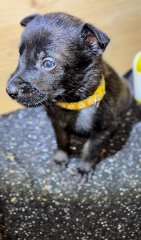 Dutch malinois puppies - 13/12/2025 ready 