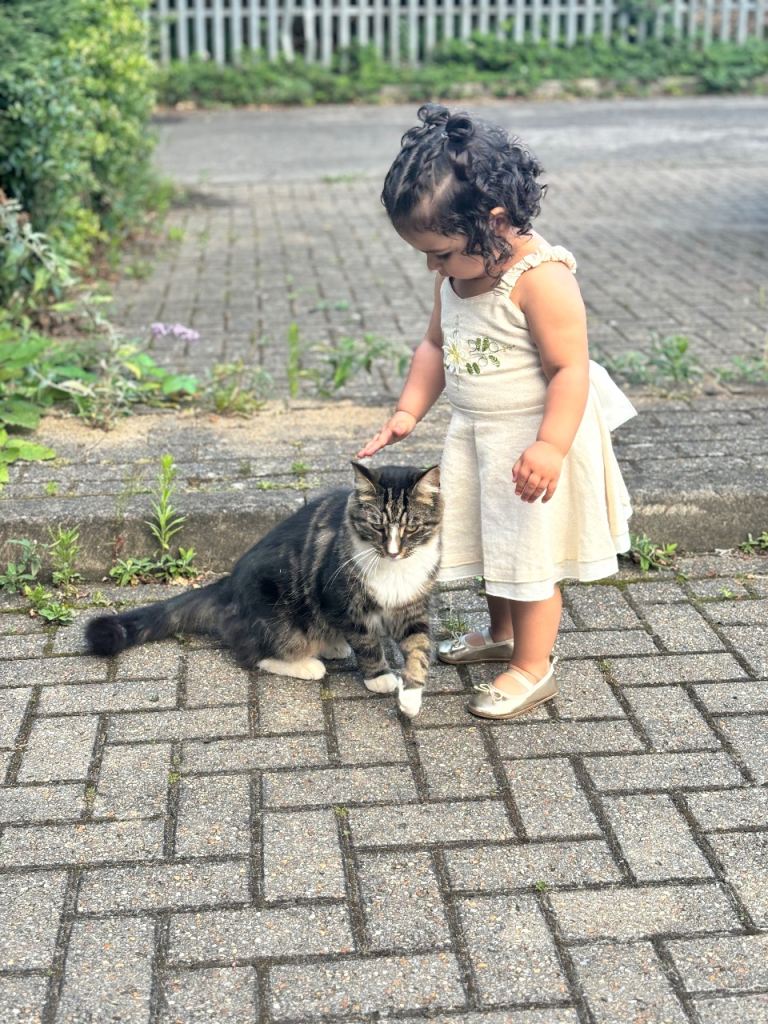 Loving cat looking for a forever home