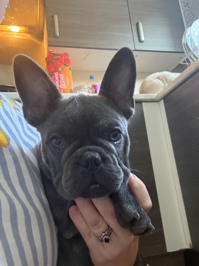 Beautiful French bulldog girl pup