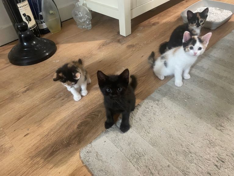 6 kittens looking for new home
