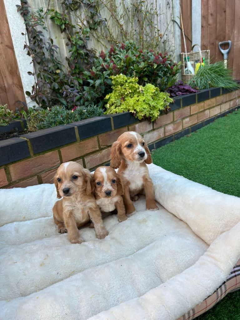 3 beautiful cocker spaniel puppies 