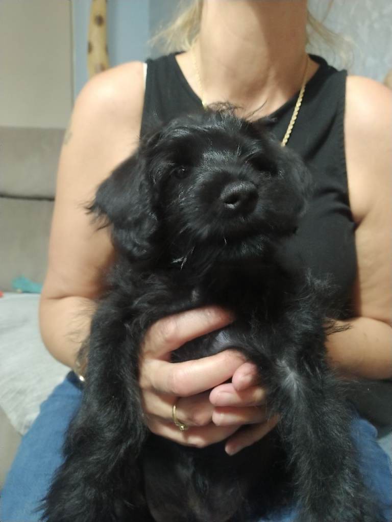 Puppies for Sale