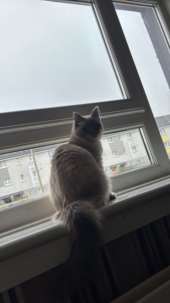 Male Ragdoll for sale 