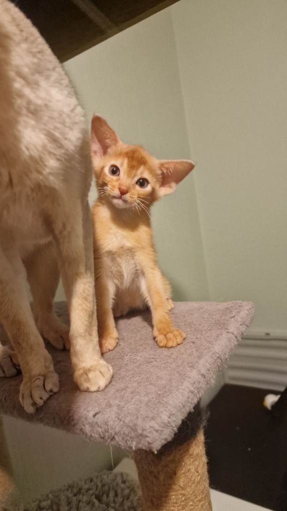 Abyssinian kitten's 