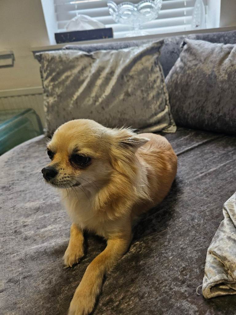 Absolutely Beautiful chihuahua and fully house trained 