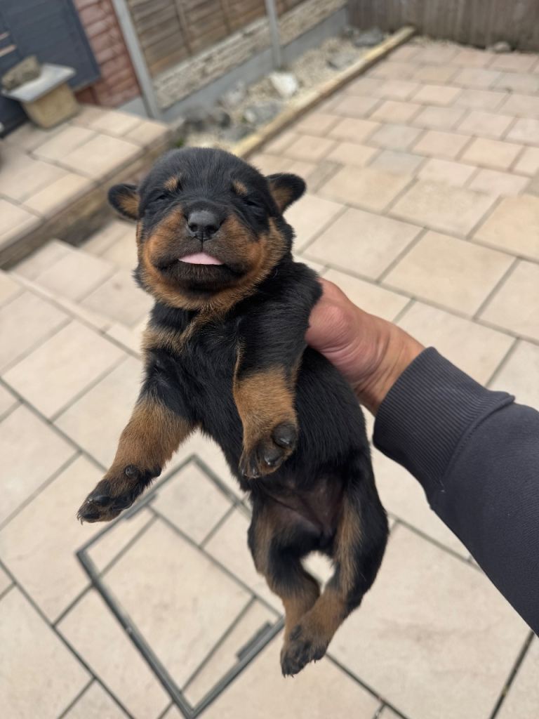German Rottweiler Puppies for Sale – Looking for Their Forever Homes