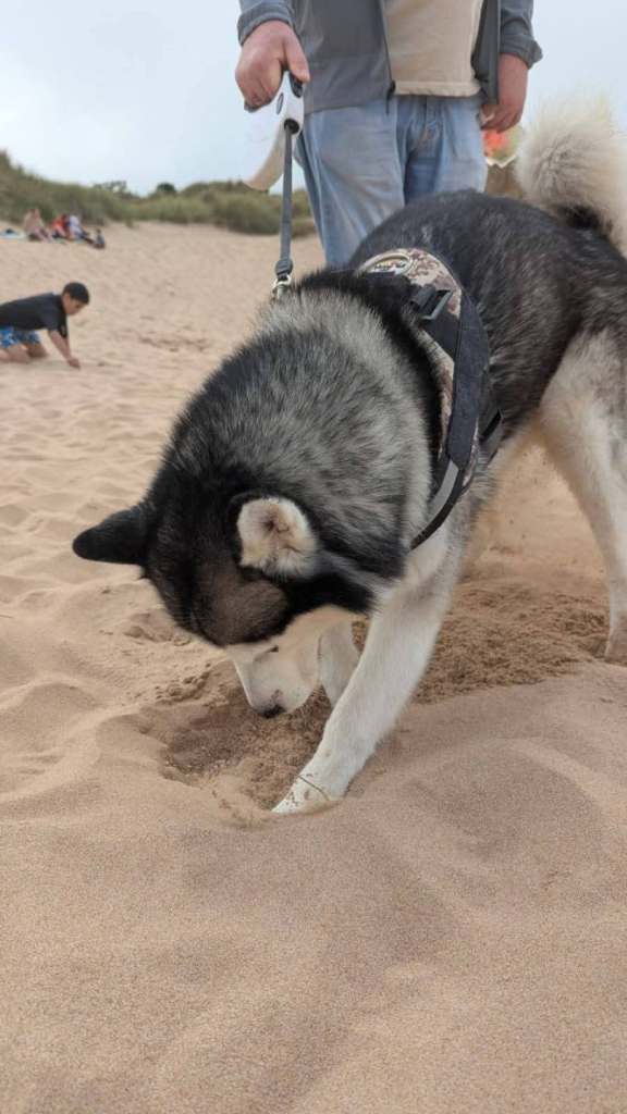 Husky puppies for sale