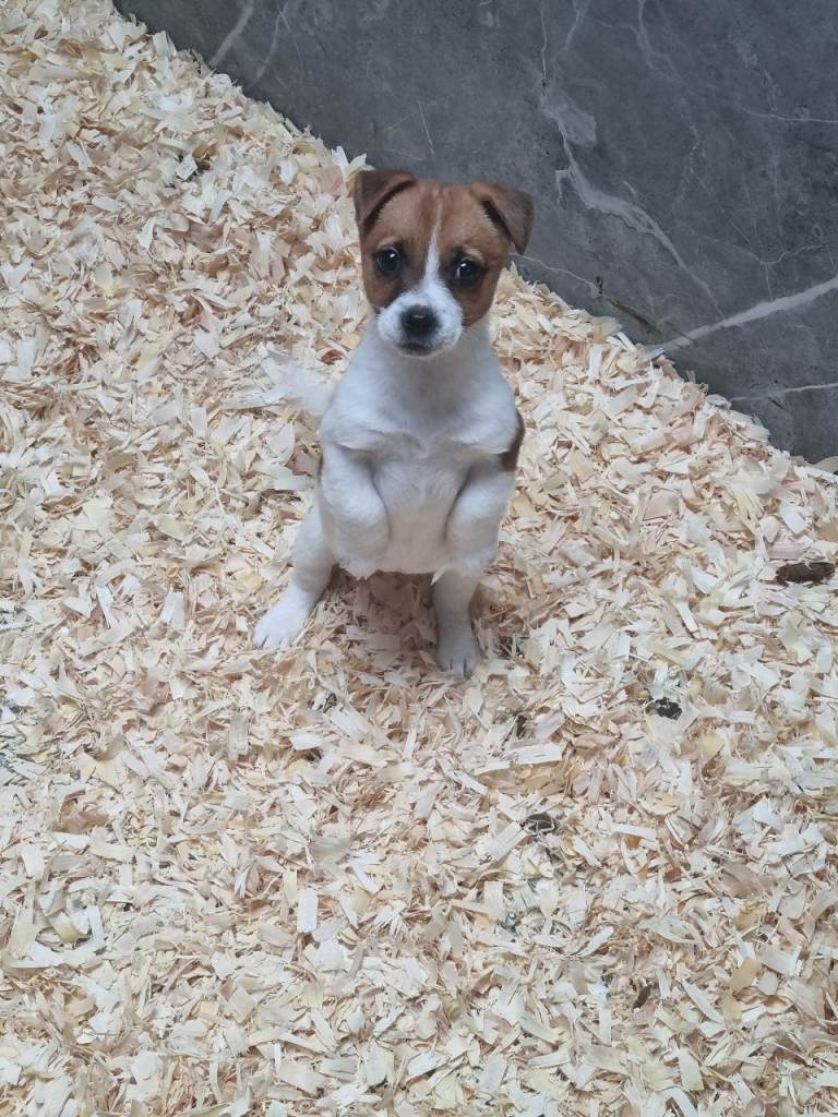 Jack Russell Pup