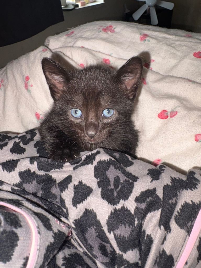 3 beautiful brown kittens and 4 black kittens 