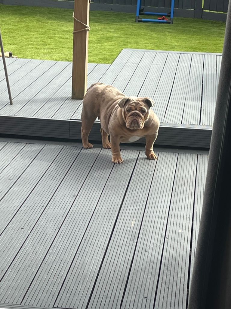 Outstanding English bulldog 