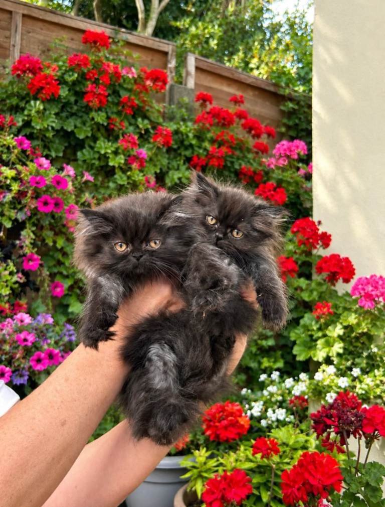 Persian kittens 