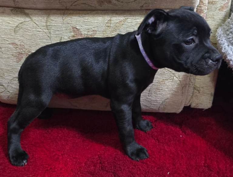 Kc registered stafforshire bull terrier pups 
