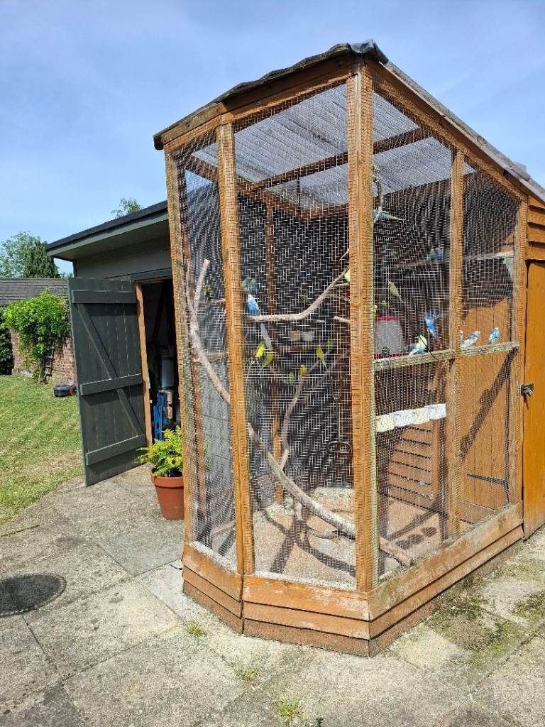 Budgies for Sale