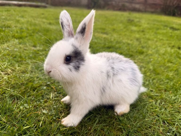 Baby Bunny Rabbits £30