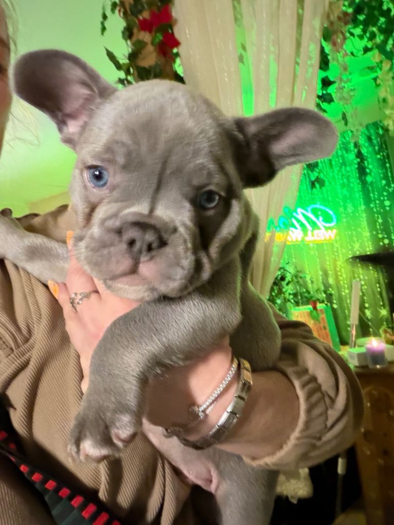 Blue/lilac/chocolate and tan  French bulldog puppies 
