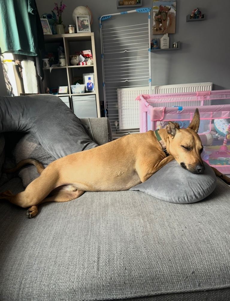 Woody needs a new home 