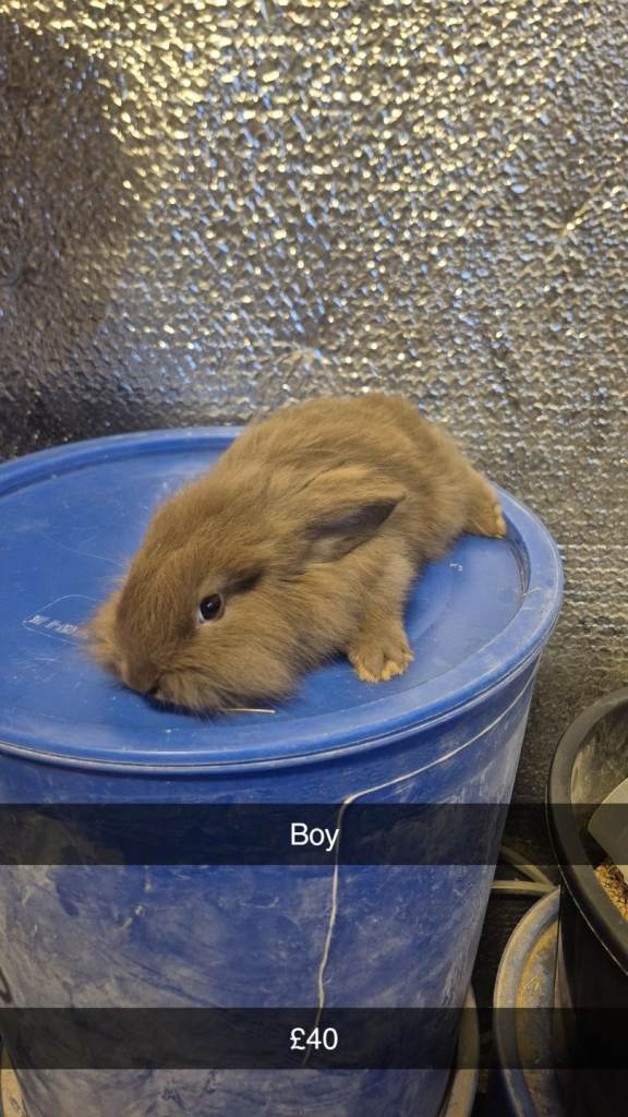 Baby Rabbits lionhead 8 week old, handled daily 