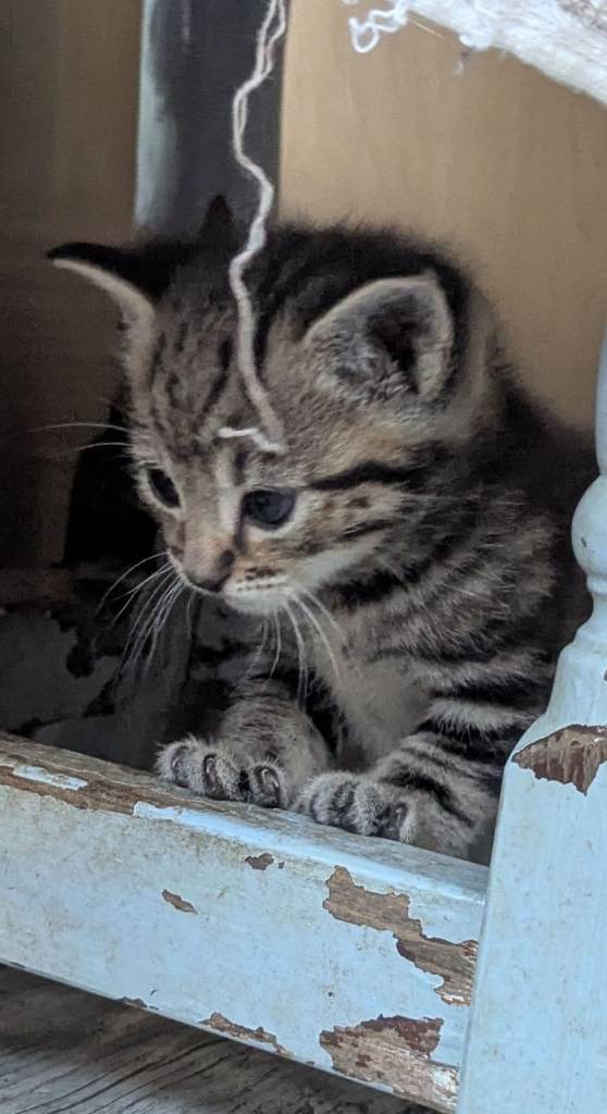 Choose a kitten - ready  now 