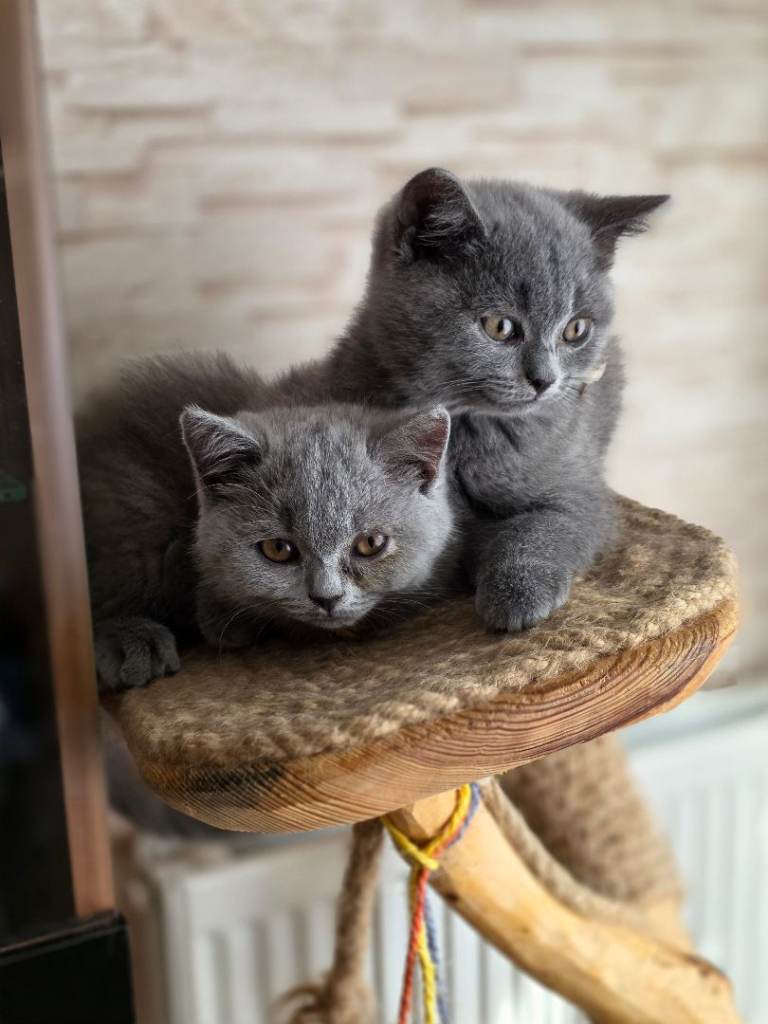 Bsh blue kittens