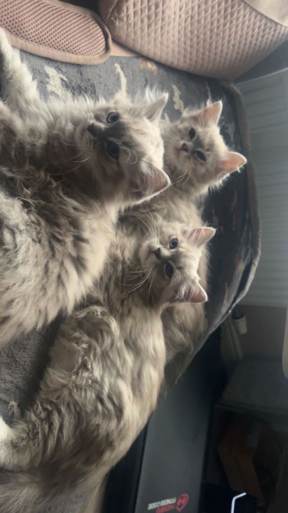 Gorgeous Blue Lynx Mink Ragdoll Boys 