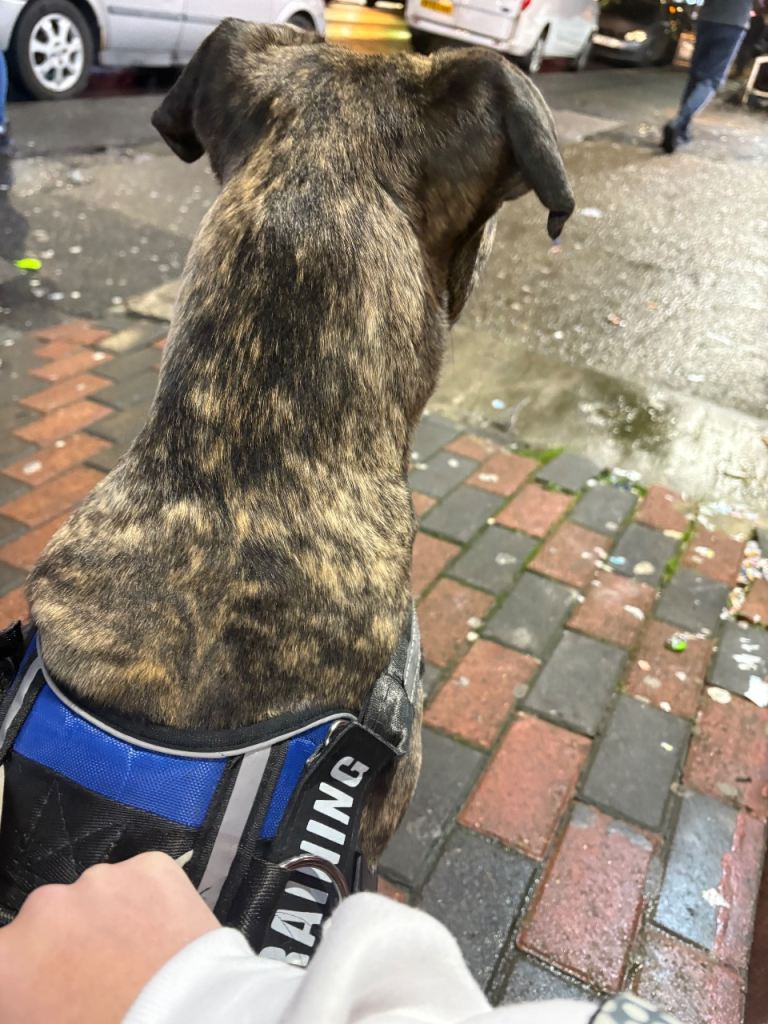 Last Reduction! nova 