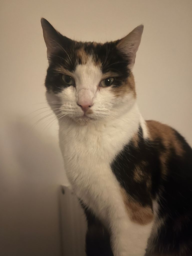 Yuzu Fruit needs new home