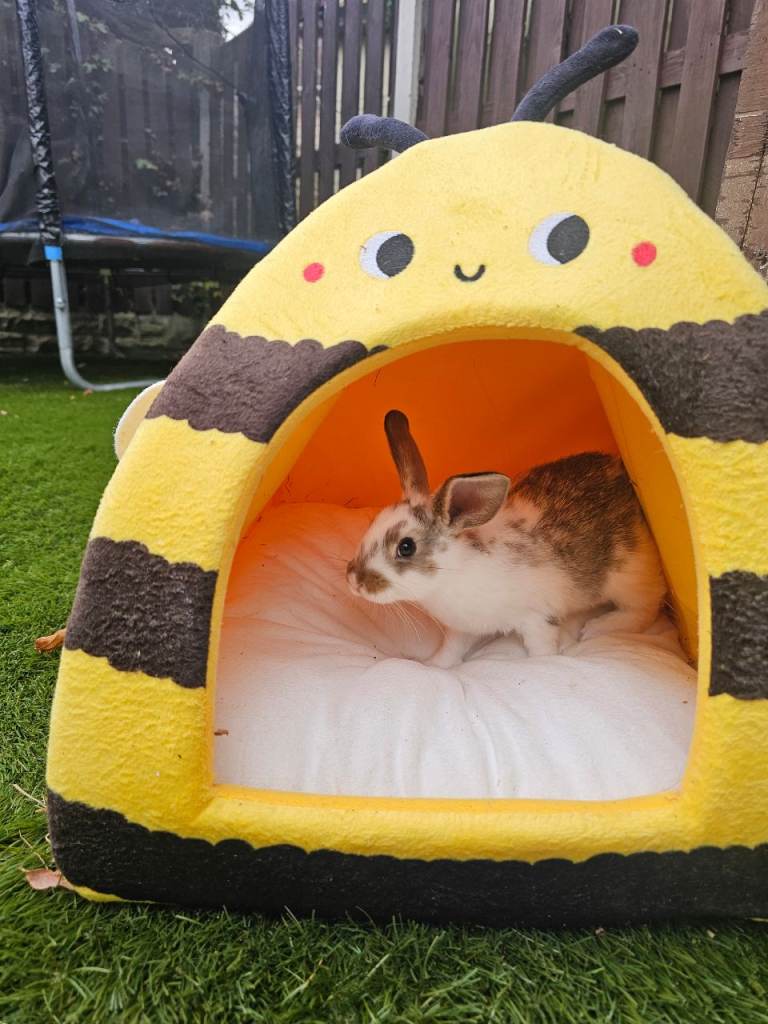 🐰 4 Beautiful Baby Rabbits Looking for Loving 5⭐ Homes ❤️