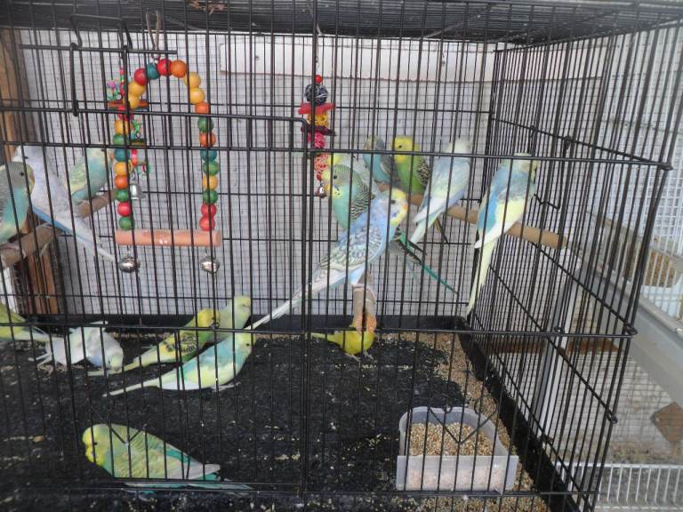 BEAUTIFUL BABY BUDGIES ONLY MALES LEFT