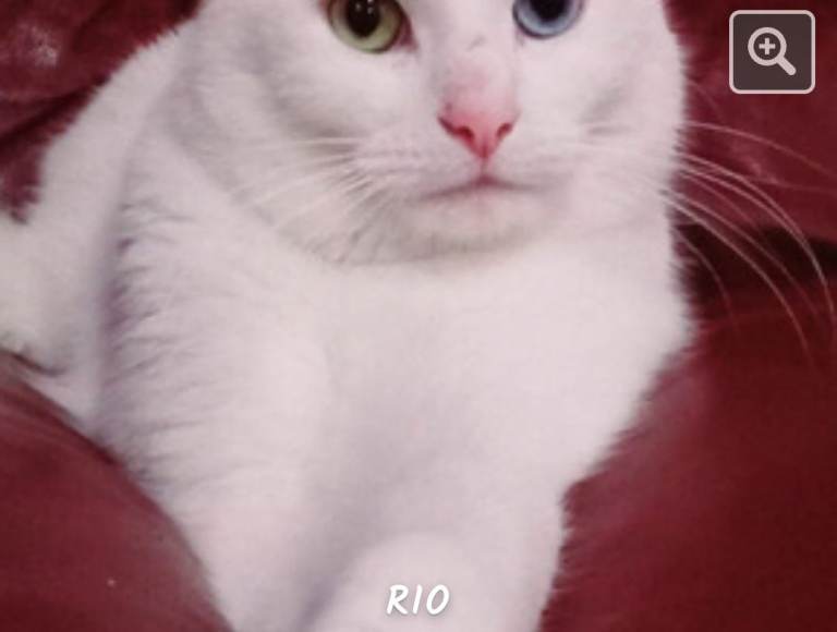 Beautiful 4-Year-Old White  Domestic shorthair Cat