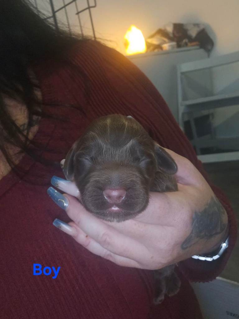 Beautiful cocker spaniel puppies