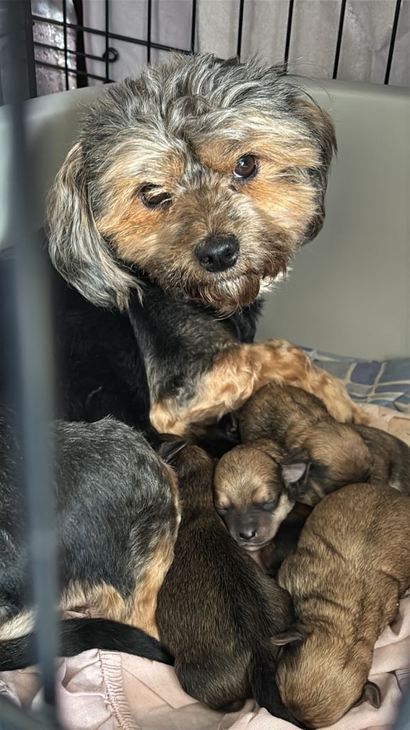 Tiny beautiful puppies - 2 boys 💙 3 girls 🩷 