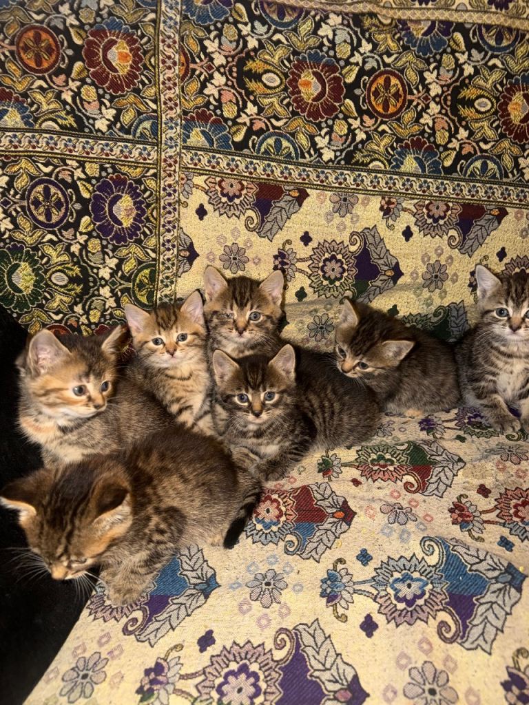 Kittens  for sale 