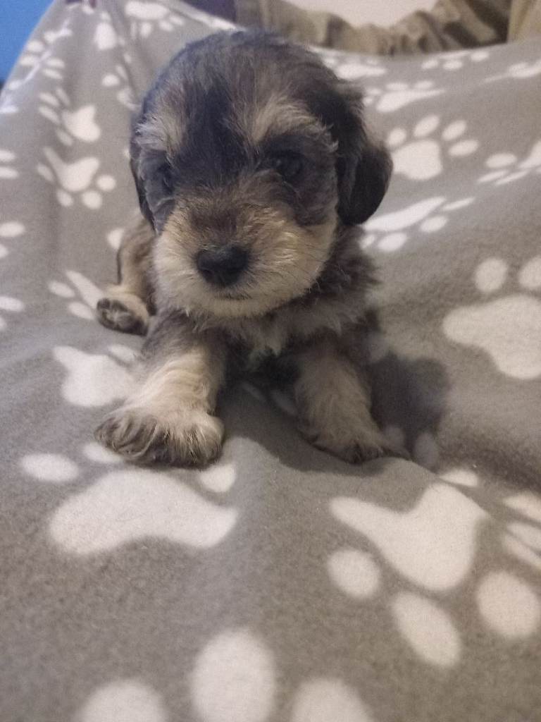 TOY SHNOODLES READY 21ST DEC