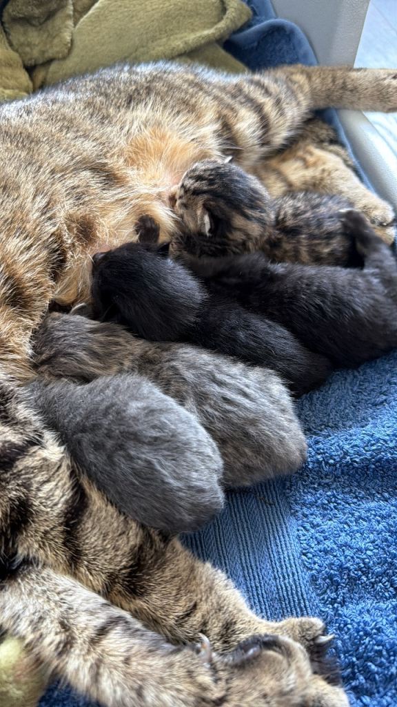 Bengal Mix Kittens