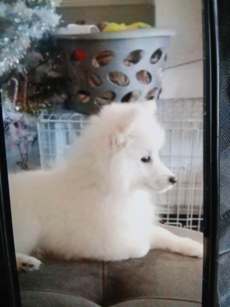 Pomeranian splitz