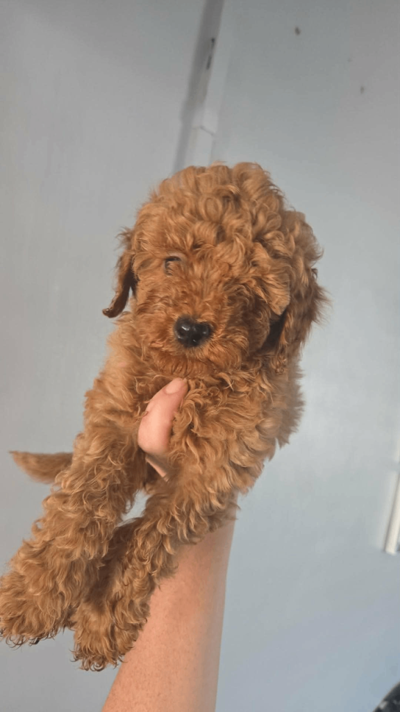 9week old female poochon