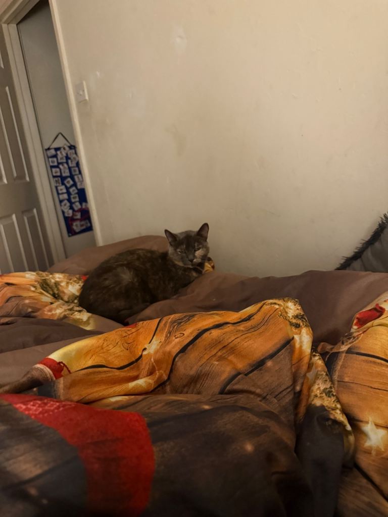 Cats for rehoming age 7 and 8 x