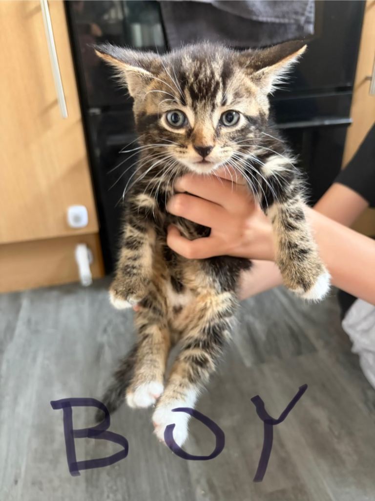 Kittens for sale