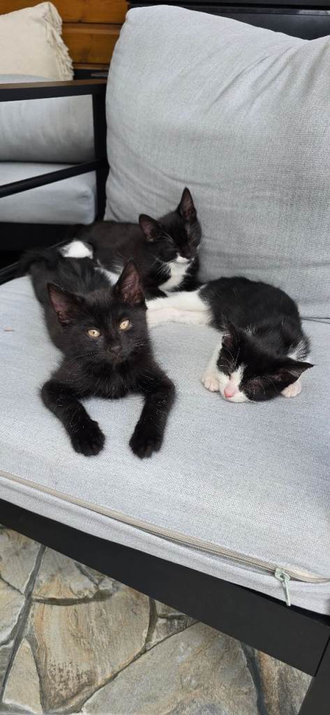 Kittens mix breed 