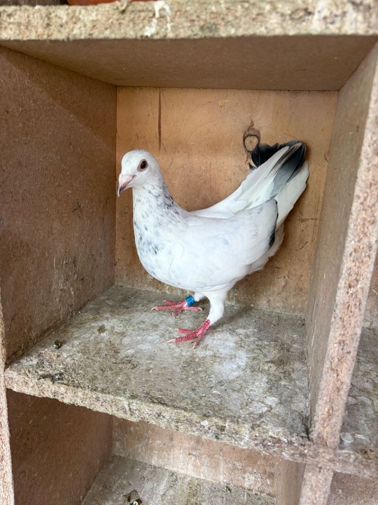 Racing Pigeon 