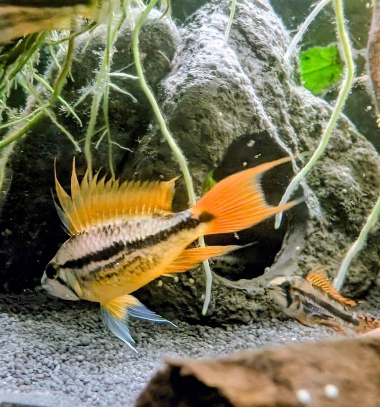 Apistogramma Cacatuoides Orange Flash, Double Red & Triple Red. 