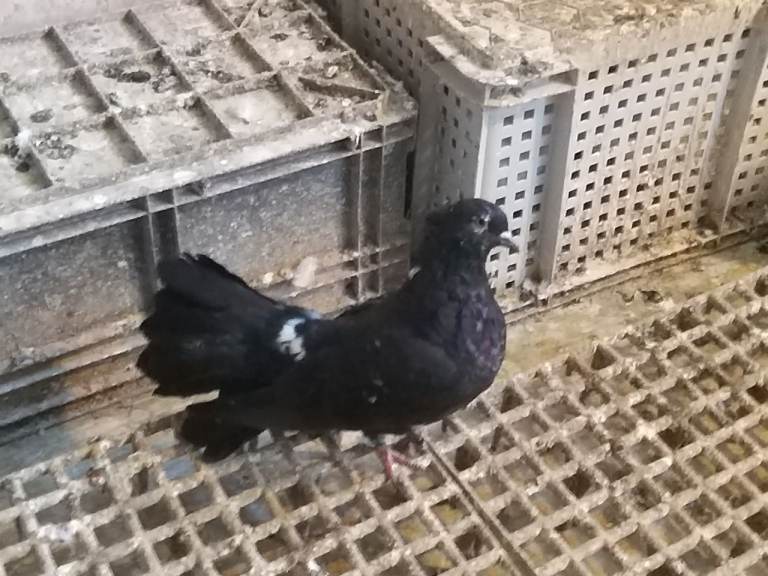 Pigeons for sale 