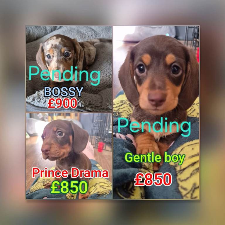 Miniature dachshunds 