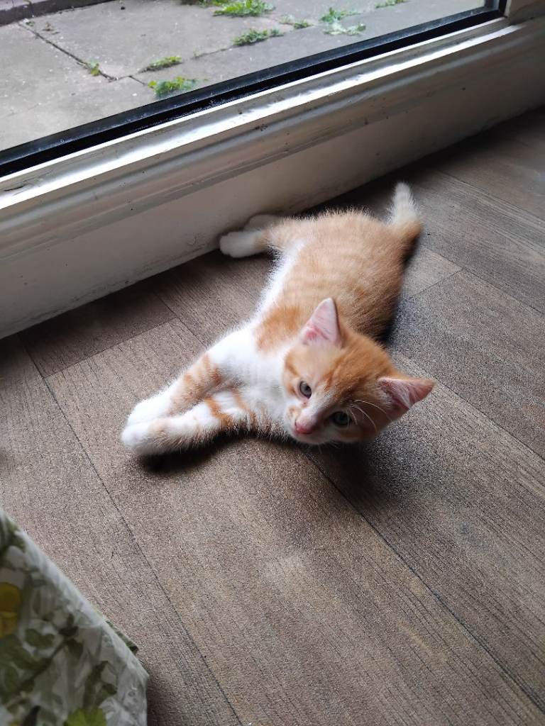 Beautiful kittens ready now 