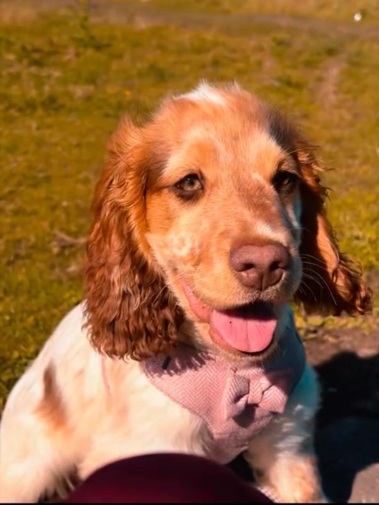 Show cocker spaniel female 
