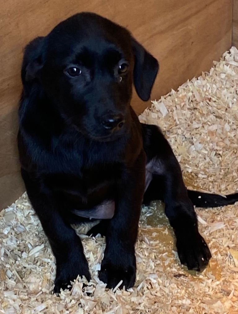 KC reg labrador pups